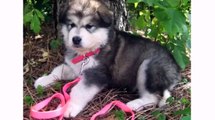 Dog Puppies - Funny Dogs Animal Playing Vines