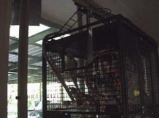 Talking Quaker Parrot - Chickety China the Chinese Chicken