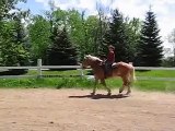 Belgian Riding Horse