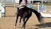 ROMY Schooling Show Raws (Jumpers)