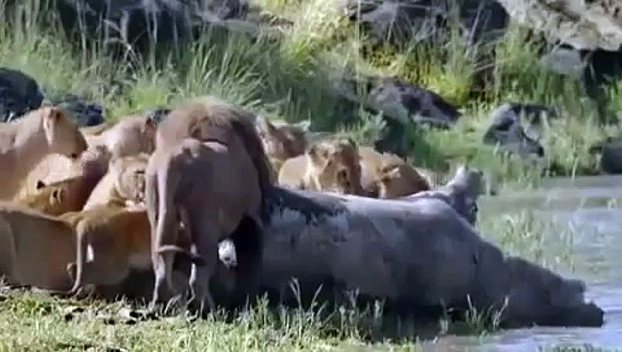 Löwe gegen Krokodil