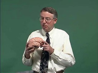 Neurology Examination Motor Exam Anatomy : introduction