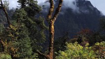 Arunachal Wild Bliss