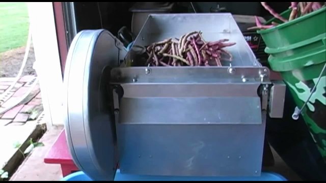 Shelling Purple Hull Peas - July 2010 - Vegetable Garden