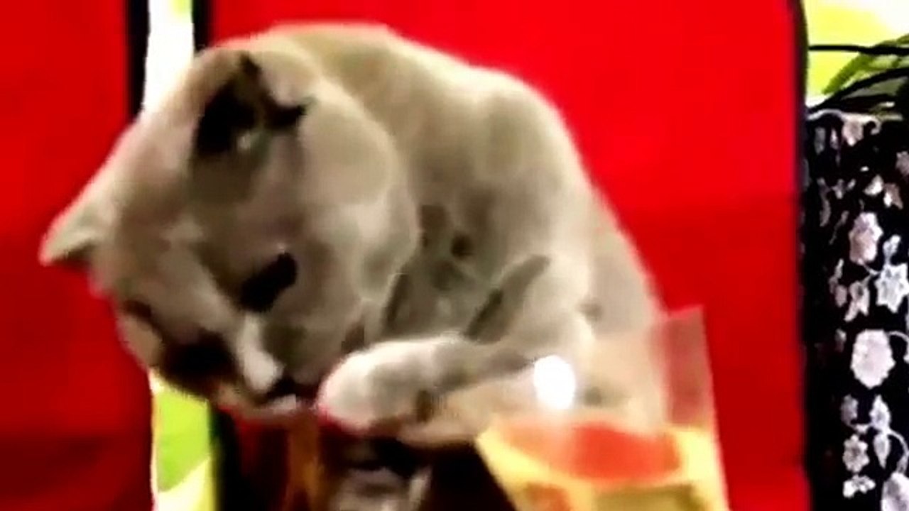 Funny cats 4-8-15