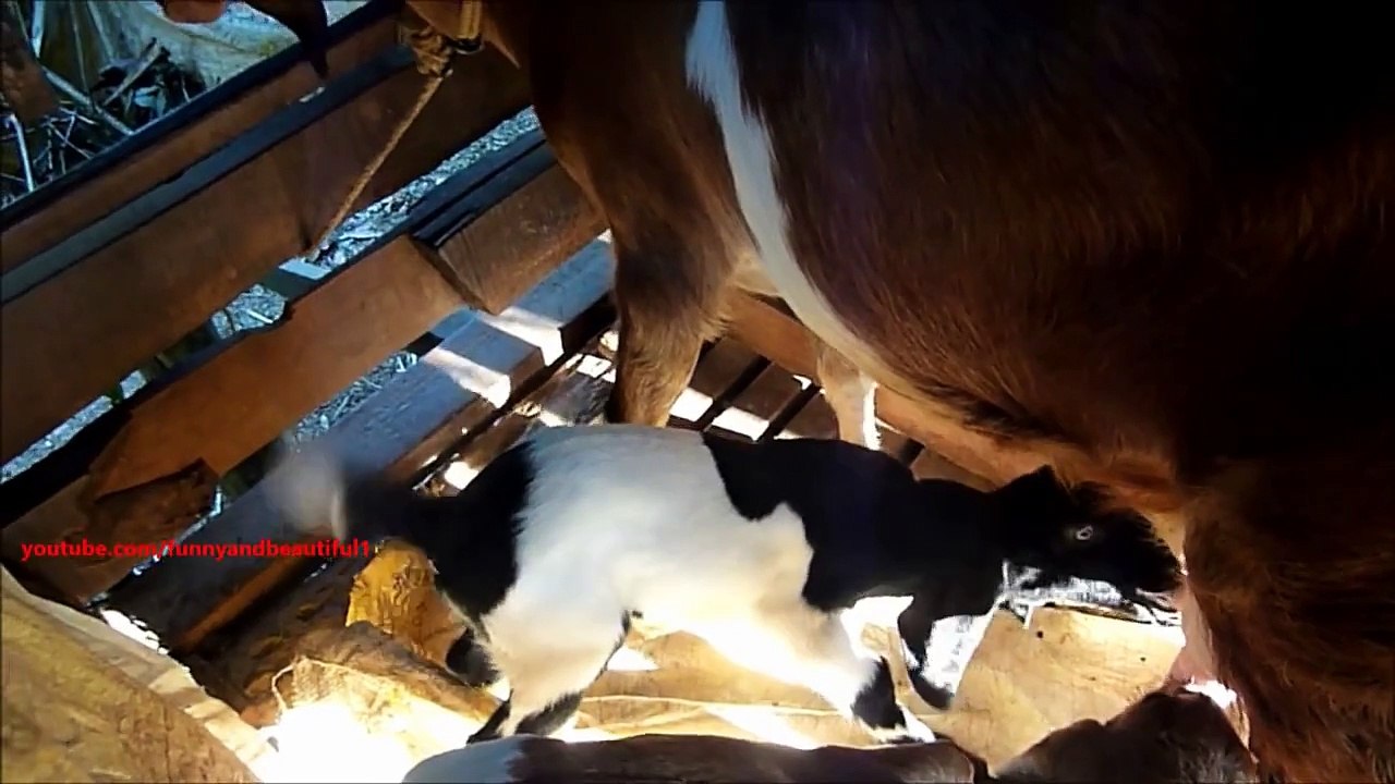 Milking Goat