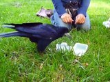 Lazare, corbeau apprivoisé, intelligent trained rook (sort of raven)