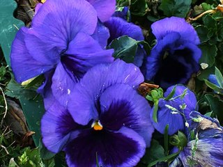 TOMMY JAMES-  " DRAGGIN' THE LINE "  ( W / LYRICS)