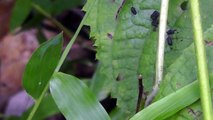 Japan Inchworm Geometer Moth Larvae - Order Lepidoptera Family Geometridae