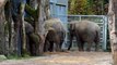 6 November 2012 Dierenpark Amersfoort olifantje voor het eerst naar buiten.