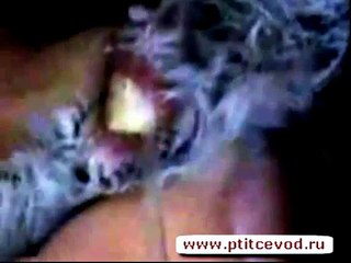 Pigeon Artificial Insemination