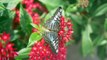 Slow Motion Butterflies at Lewis Ginter Botanical Garden