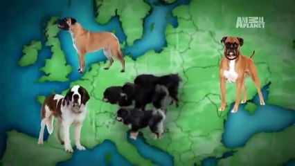 Dogs 101  Giống chó ngao Tây Tạng Tibetan Mastiff)
