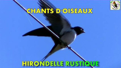 Chants d'Oiseaux - Chant de l'hirondelle rustique