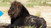 Zimbabwe Alleges 2nd American Illegally Killed Lion(2)
