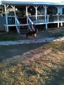 Give a Dog a Home, German Shepherd Dog Rescue - TWO latest BIG BEAUTIFUL GSDs - WILLOW & JAGER