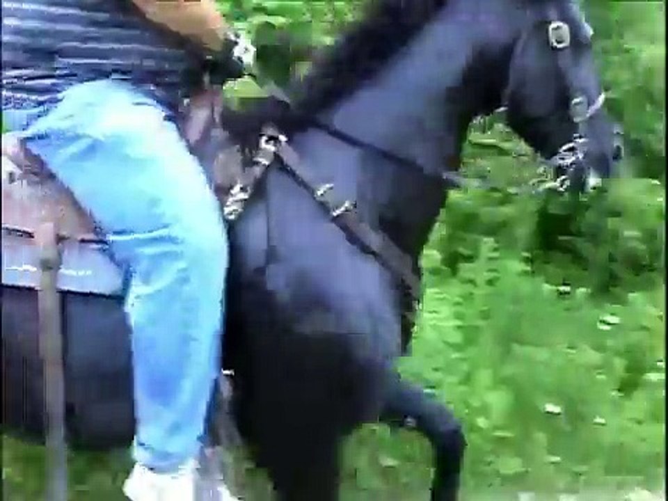 Fast Standardbred Speed Racking Mare For Sale