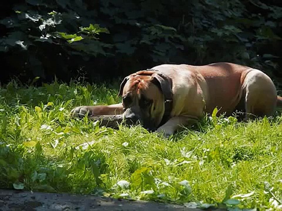 Boerboel Brutus