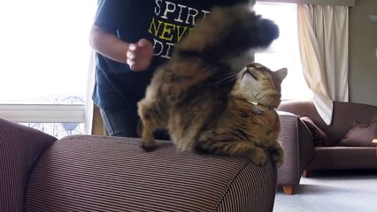 Cat Spanking