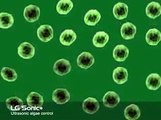 Ultrasonic algae control