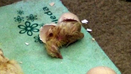 Baby Chick Hatching