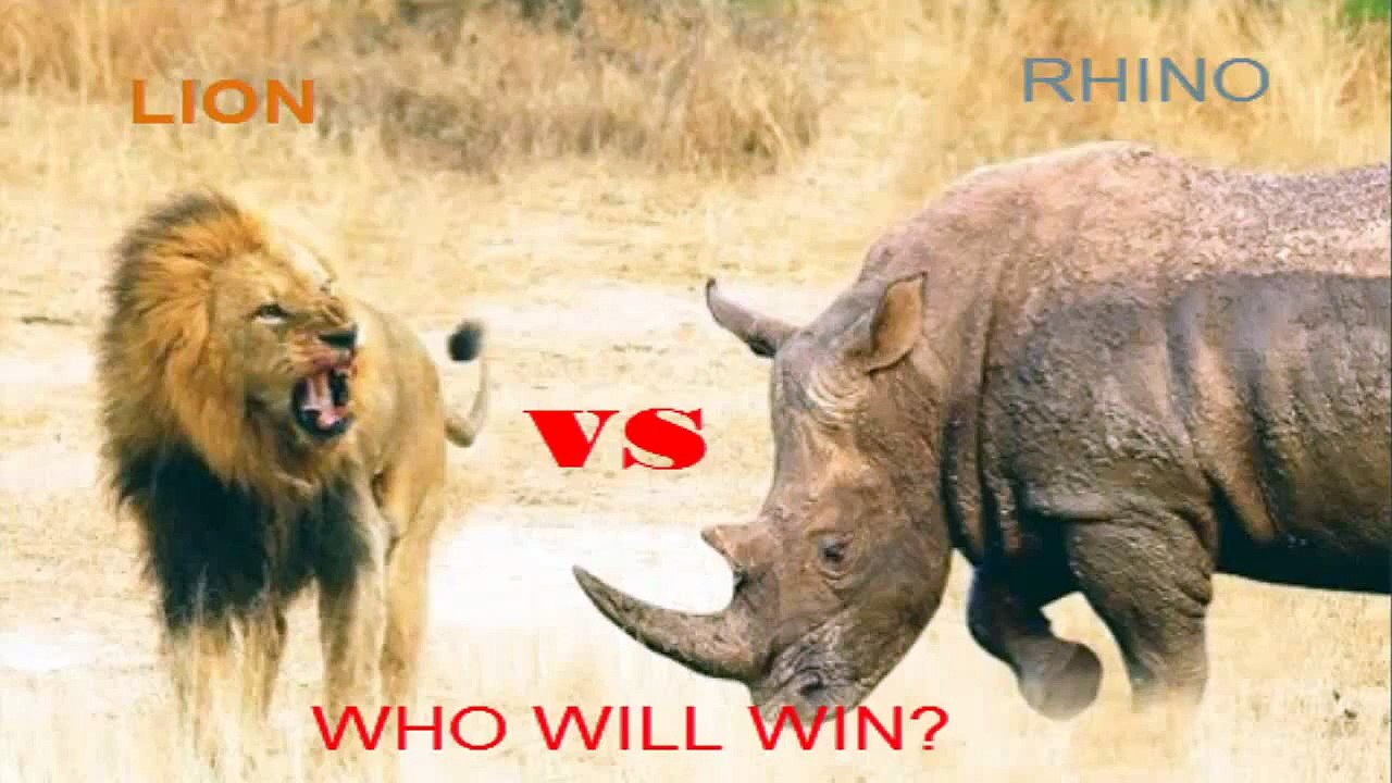 Rhino vs Lion Last Fight to The Death