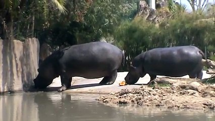 Hippos Faith and Fudge chomp their Halloween pumpkins!