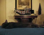 WHAT CATS DREAM (quello che i gatti sognano)