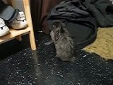 SNEEZING RABBIT - sneezes 17 times in a row!