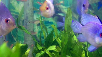 How to Care For Electric Blue Rams - Gerber's Tropical Fish