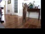 Great Leaping Kitty 2