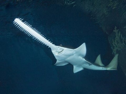 Canavar Balıklar: 17. Bölüm - Testere Balığı