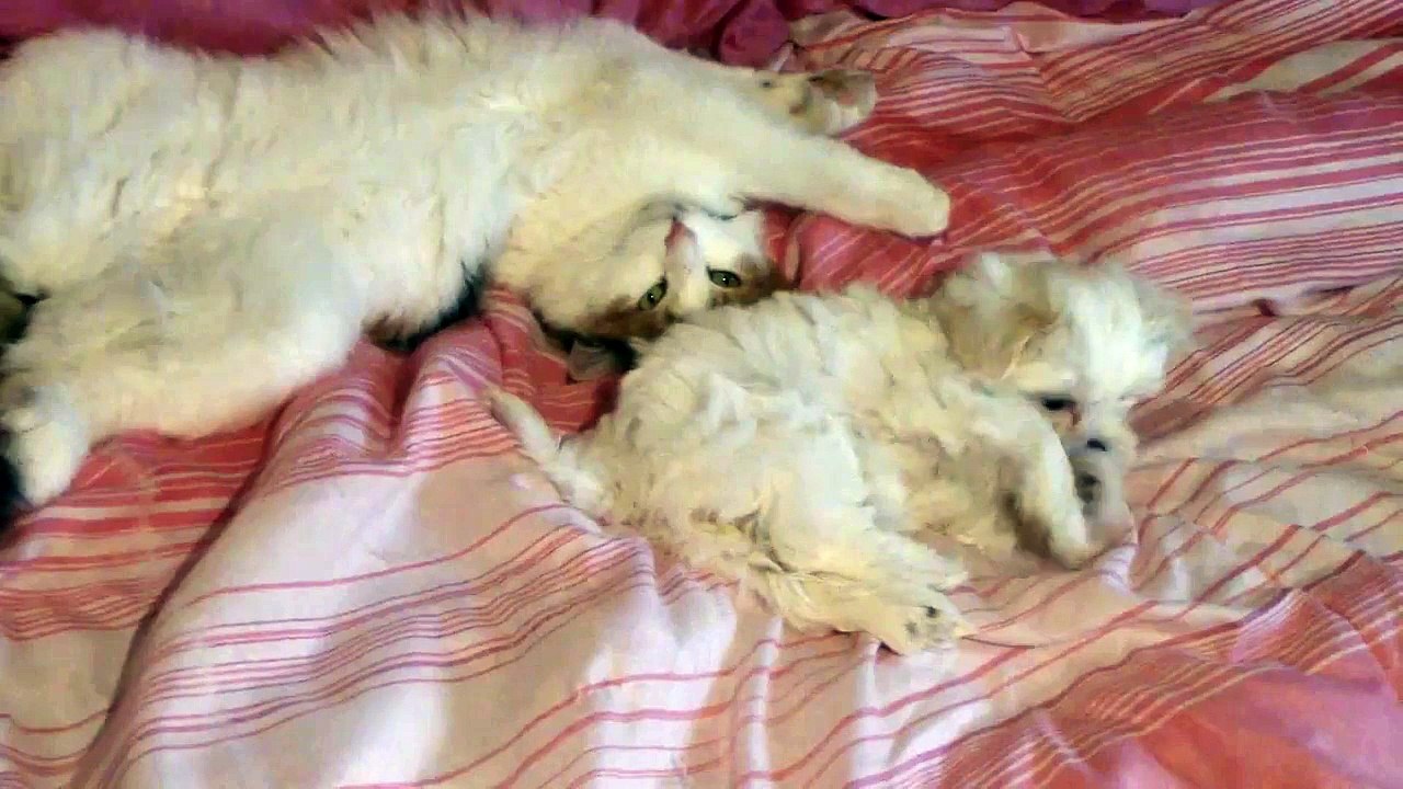 Ce petit chiot tout doux et ce chat ont une relation très spéciale