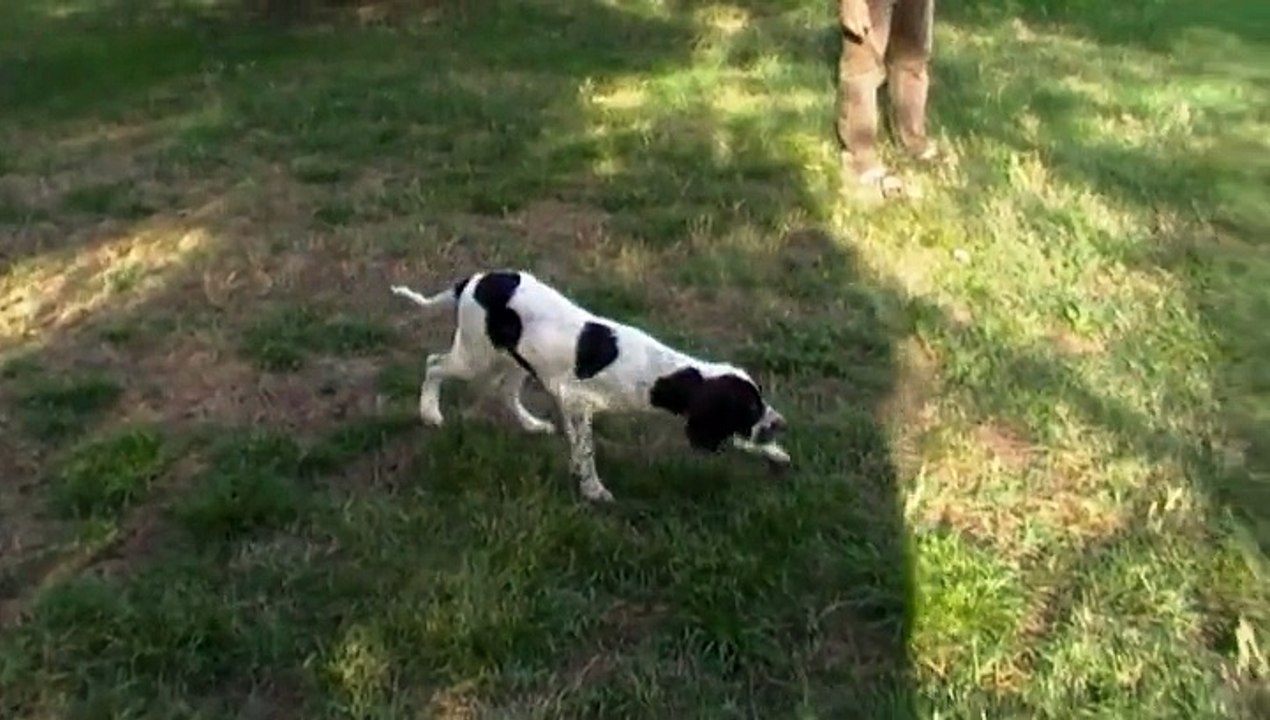 lasso, listel et lutin de la Passion du Poète 3 mois et demi