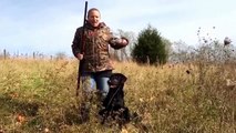 Quail Hunting with a Labrador Retriever