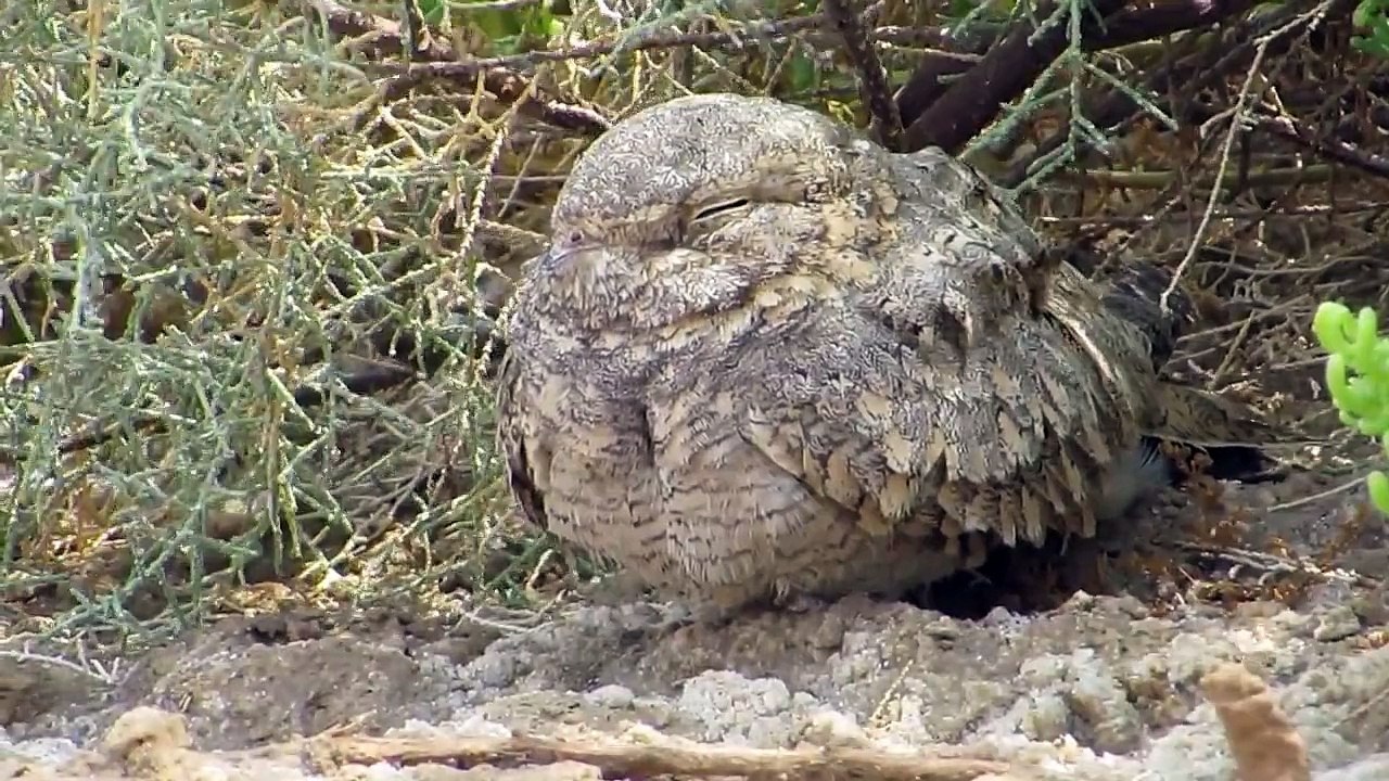 السبد المصري  -  Egyptian Nightjar