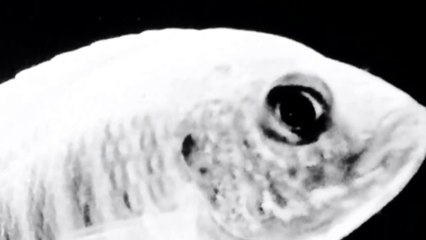 NYCity Cichlids 200 subscribers Contest