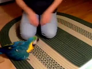 Parrot Exercise