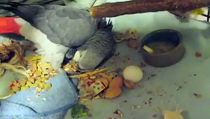 African Grey Protecting her Eggs