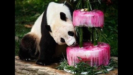 El Oso Goloso  Canción Dota 2.flv