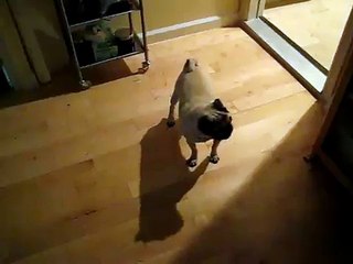 Laser Guided Pug