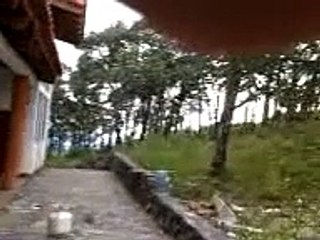 exploracion piñon gigante - pino azul juchipila zacatecas