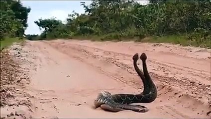 snake vs. snake
