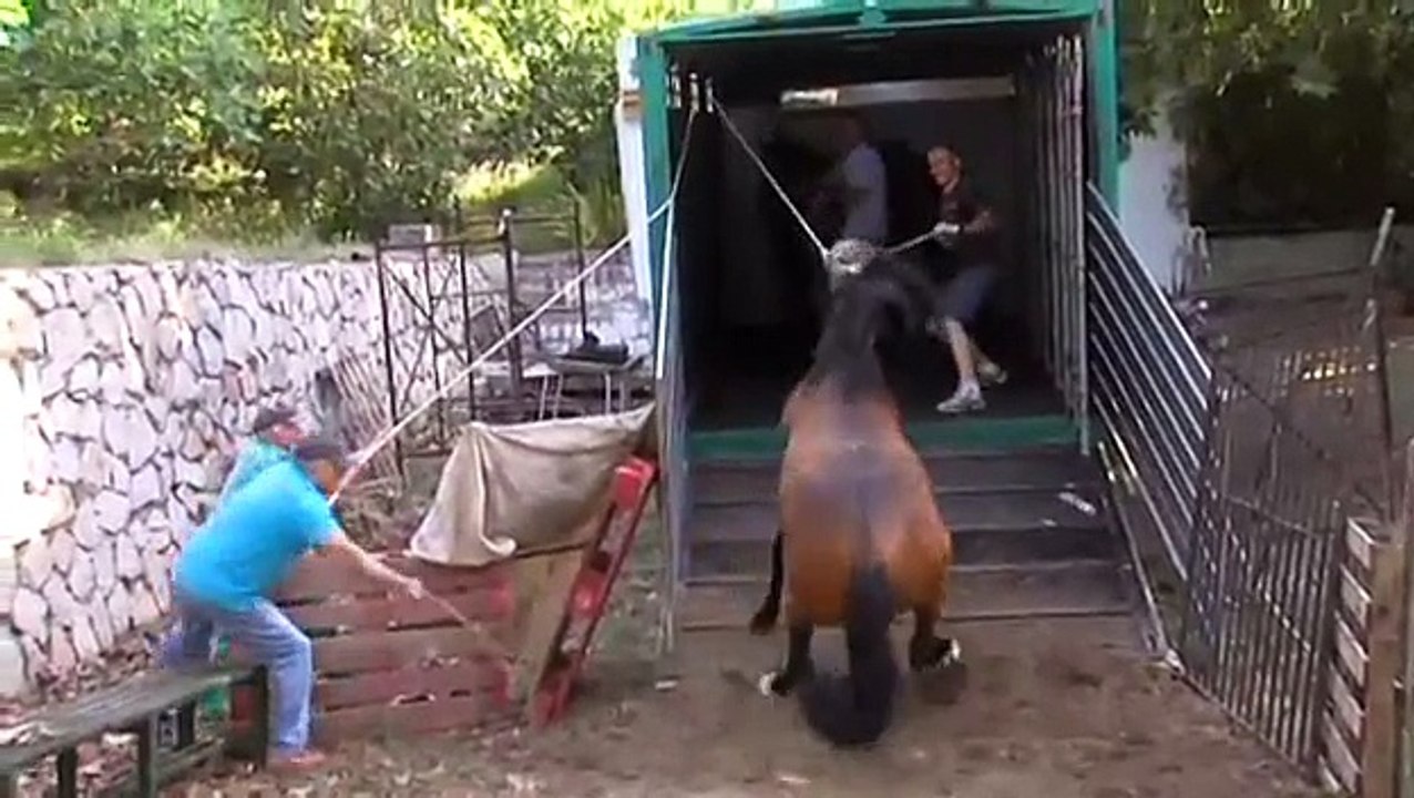 Yeguada Caballero Perea - Traslado de caballos