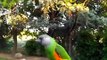 Senegal Parrot - Squishy in backyard talking