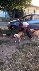 Bravo !! Dogi amazing-Must Watch-Entertainment & Fun Videos