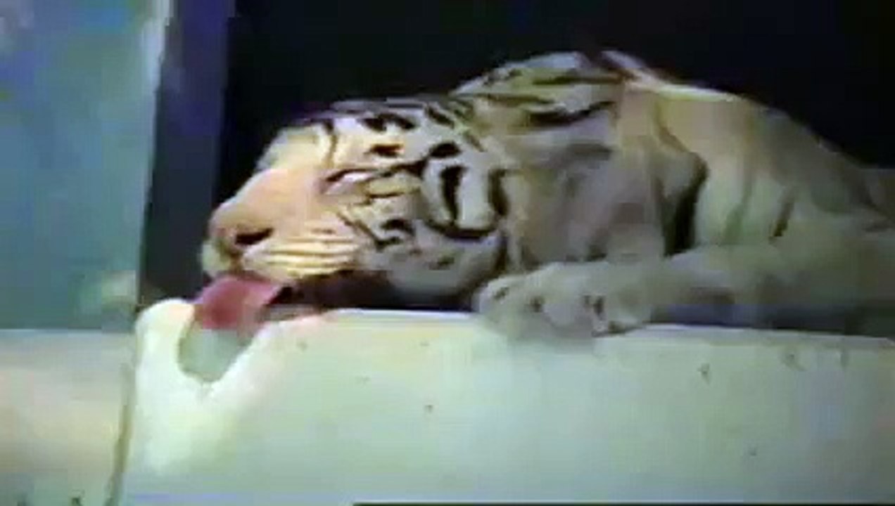 White tiger sticking his tongue out