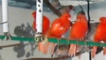 Jeunes canari 2012 ( fond rouge ) en mue / ATAOO