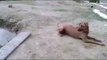 Dog Think his Owner Is Drowning