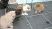 Playful Persian Kittens Love New Toy